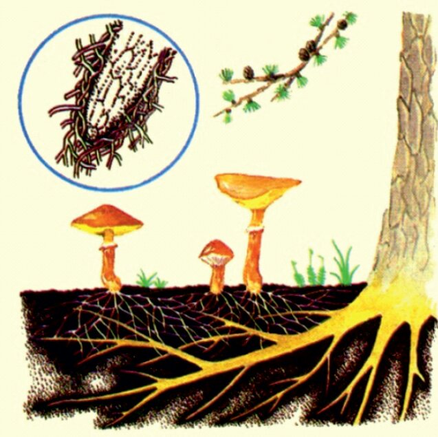 Корневой гриб. Микориза мутуализм. Шляпочные грибы микориза. Грибница микориза. Микориза с грибами-симбионтами.